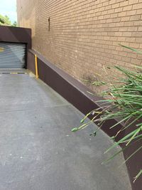 Brown Ledge