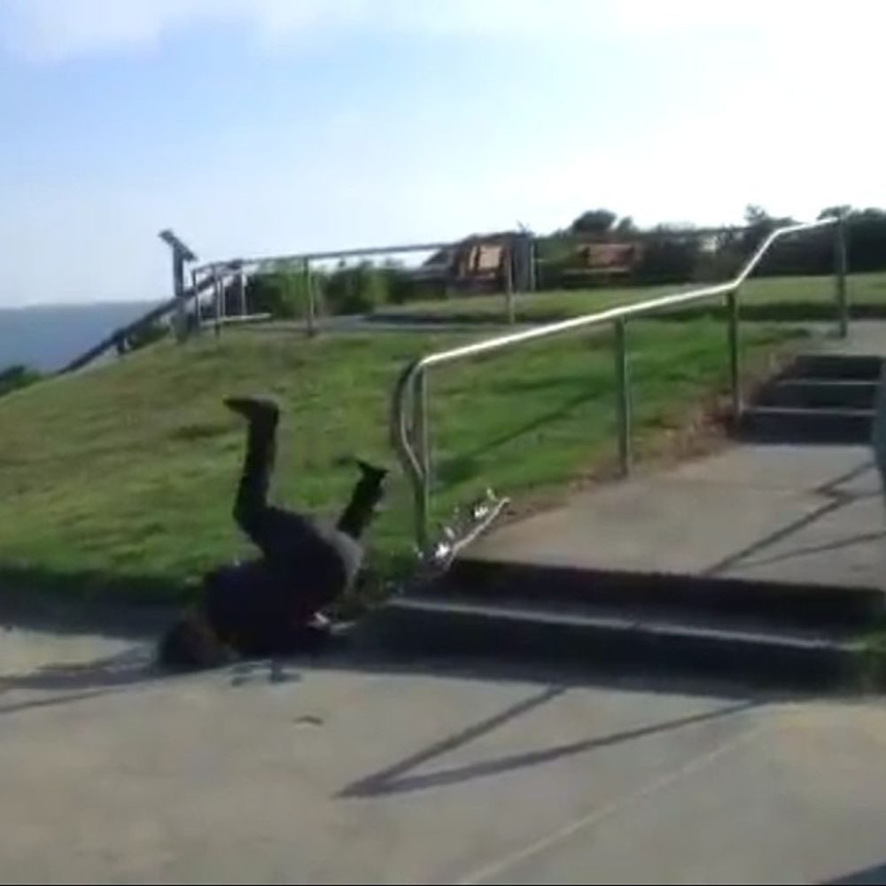 Thanks #skateboarding