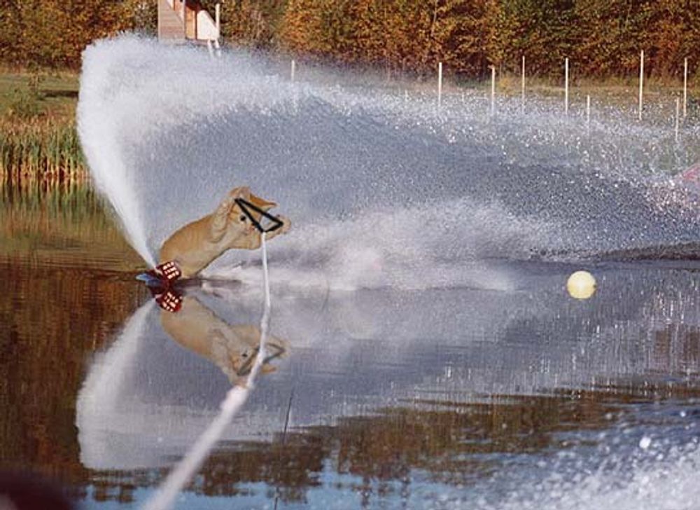 RE: ADELAIDE SKATERS TALK HERE!!
