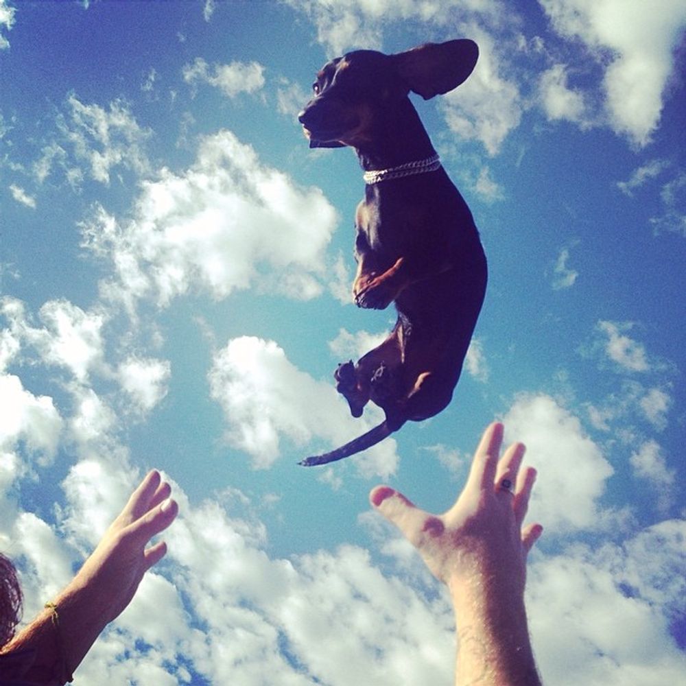 Flying sausage @micksnagger @t