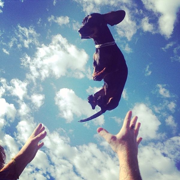 Flying sausage @micksnagger @t