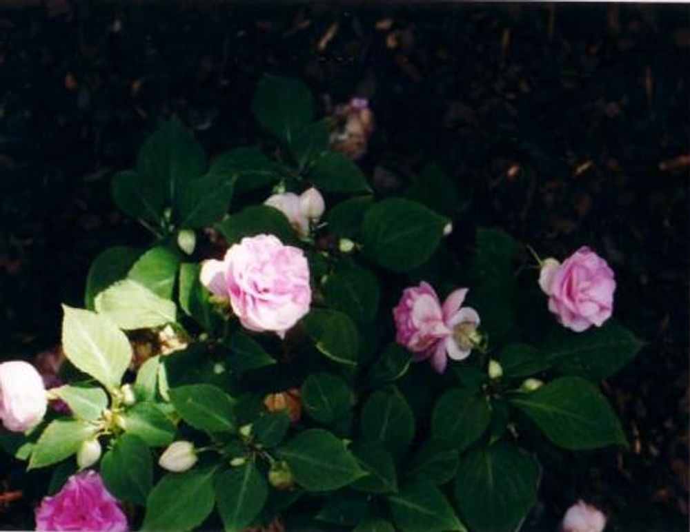 RE: Miscellaneous Pictures