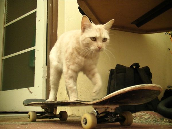 ADELAIDE SKATERS TALK HERE!!