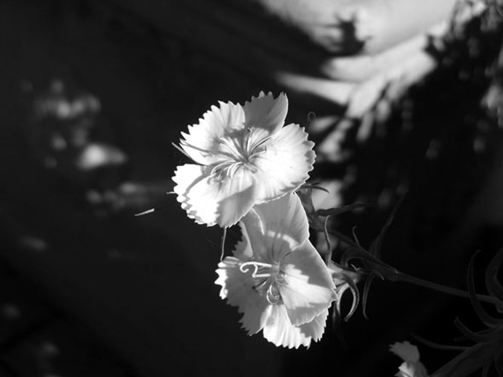 Miscellaneous Pictures