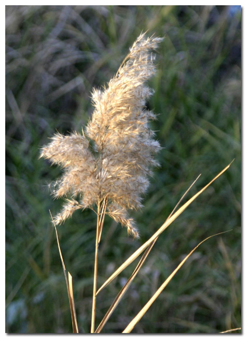 Miscellaneous Pictures