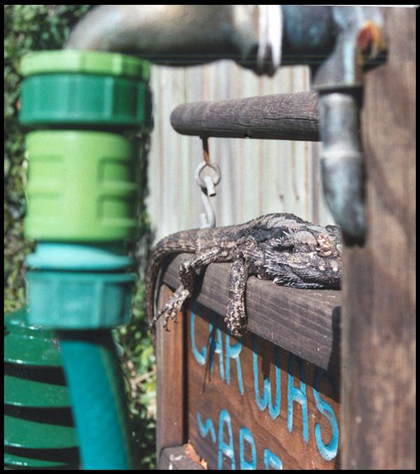 Miscellaneous Pictures