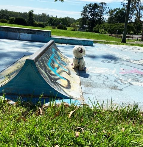 Tiaro (CLOSED) Skatepark photo 3